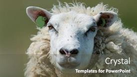  Presentation with dutch - Presentation featuring head-of-a-big-white background and a dark gray colored foreground