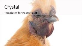  Presentation with 3d isolated t rex head - Beautiful PPT theme featuring head of a brown silkie isolated over white background backdrop and a white colored foreground