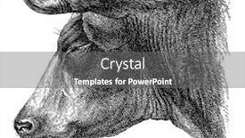  Presentation with cow - Beautiful slides featuring head-of-a-cow backdrop and a gray colored foreground