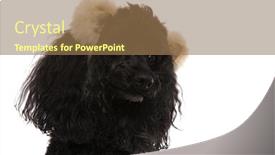  Presentation with poodle - Presentation theme enhanced with head of a cute poodle wearing bear ears headband and looking away to side on white background background and a coral colored foreground