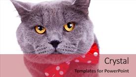 Presentation with red bow - Beautiful presentation featuring head of a cute big english cat wearing a red bow tie on white background backdrop and a red colored foreground
