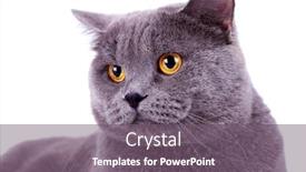  Presentation with english - Slides consisting of head of a cute big english cat on white background background and a gray colored foreground