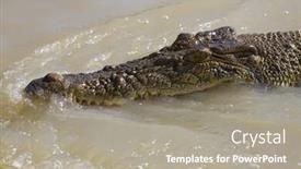  Presentation with crocodile - PPT layouts consisting of head-of-a-dangerous-swimming background and a gray colored foreground