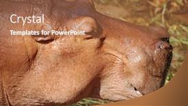  Presentation with zoo - Slide set with head of a female hippo at a zoo background and a red colored foreground