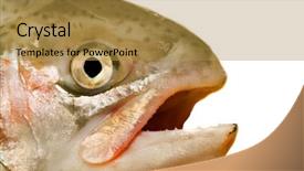  Presentation with isolation - PPT layouts consisting of head of a fish isolation background and a gold colored foreground