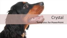  Presentation with skin canceron head - Colorful theme enhanced with head of a gordon setter backdrop and a  colored foreground