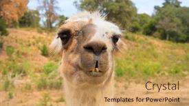  Presentation with lama - Audience pleasing presentation theme consisting of head-of-a-lama backdrop and a yellow colored foreground