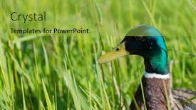  Presentation with duck - Slide deck consisting of head-of-a-male-mallard background and a yellow colored foreground