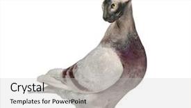 Presentation with white pigeon against the blue - Cool new presentation design with head of a sphinx backdrop and a light gray colored foreground