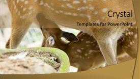  Presentation with whitetail deer - Colorful presentation enhanced with head of a whitetail deer backdrop and a gold colored foreground