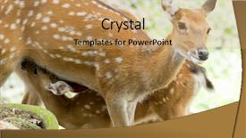  Presentation with whitetail deer - Colorful PPT layouts enhanced with head of a whitetail deer backdrop and a coral colored foreground