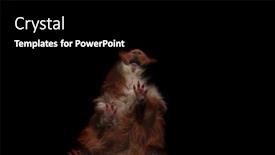  Presentation with guinea pig - Slide set with head of adorable brown guinea pig lying on glass on black background bottom view picture background and a black colored foreground