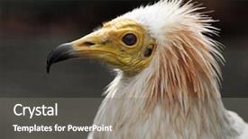  Presentation with egyptian - Colorful slides enhanced with head of egyptian vulture over dark background backdrop and a gray colored foreground