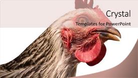  Presentation with hen - PPT theme consisting of head of hen closeup background and a lemonade colored foreground