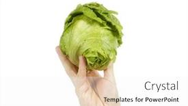  Presentation with lettuce - PPT layouts having head of lettuce perched on a hand isolated on white background and a white colored foreground