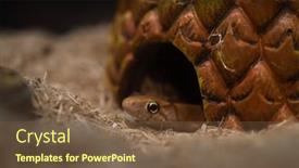 Presentation with cave - Slide set having head-of-little-snake background and a tawny brown colored foreground