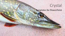  Presentation with head and spinal cord injury - PPT theme having head of northern pike - esox lucius fishing catch of predatory fish background and a lemonade colored foreground