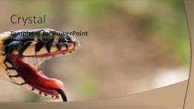  Presentation with reptile - 