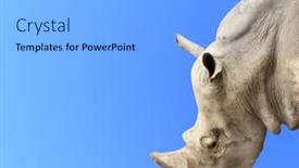  Presentation with head - Beautiful slide deck featuring head-of-rhinoceros-on-blue backdrop and a  colored foreground