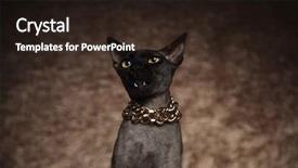  Presentation with brown and gold - Presentation theme consisting of head of shocked metis cat background and a wine colored foreground