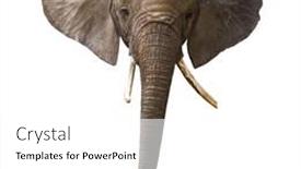  Presentation with elephant - Presentation theme featuring head-of-the-african-elephant background and a  colored foreground