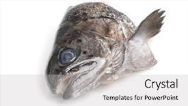  Presentation with trout - Colorful slide deck enhanced with head of trout fish isolated backdrop and a light gray colored foreground