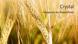  Presentation with wheat - Amazing slide set having head of wheat detail with background out of focus backdrop and a yellow colored foreground