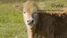  Presentation with cow - Amazing theme having head-of-young-cow backdrop and a yellow colored foreground