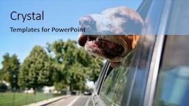  Presentation with basset hound - Audience pleasing presentation theme consisting of head out of a car backdrop and a light blue colored foreground