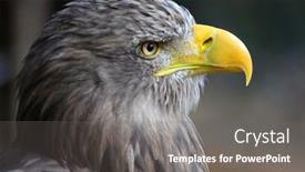  Presentation with eagle - PPT layouts featuring head-portrait-of-a-eagle background and a gray colored foreground