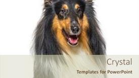  Presentation with rough - Presentation theme with head-shoit-of-a-rough background and a  colored foreground