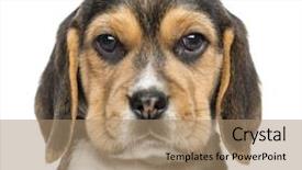  Presentation with puppy - PPT theme consisting of head shot - close-up of a beagle puppy background and a  colored foreground