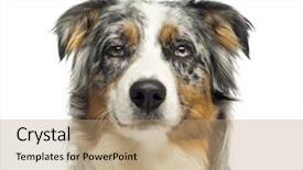  Presentation with australian - Theme enhanced with head shot - close-up of an wall-eyed australian background and a coral colored foreground