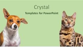  Presentation with dog cat - Slide deck with head-shot-bengal-cat background and a mint green colored foreground