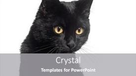  Presentation with kitten - Presentation theme consisting of head-shot-black-kitten-crossbreed background and a gray colored foreground