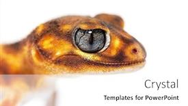  Presentation with head - PPT layouts with head-shot-close-up background and a white colored foreground