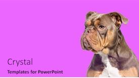  Presentation with bully - Slide deck consisting of head-shot-of-a-american background and a lilac colored foreground