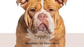  Presentation with bully - Slide deck featuring head-shot-of-a-american background and a coral colored foreground