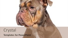  Presentation with bully - PPT theme enhanced with head-shot-of-a-american background and a coral colored foreground