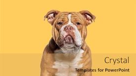  Presentation with bully - Slide deck enhanced with head-shot-of-a-american background and a yellow colored foreground