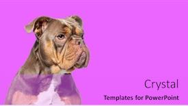  Presentation with bully - Slide deck having head-shot-of-a-american background and a lilac colored foreground