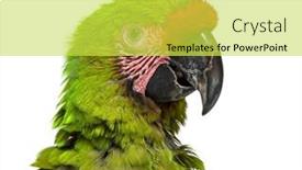  Presentation with white green - Presentation theme consisting of head-shot-of-a-angry background and a yellow colored foreground