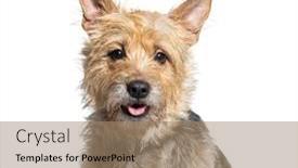  Presentation with head - Slide set having head-shot-of-a-bastard background and a  colored foreground