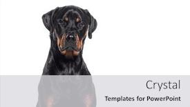  Presentation with boxer dog - Presentation design having head-shot-of-a-bastard background and a light gray colored foreground