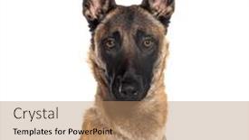  Presentation with head - Presentation theme with head-shot-of-a-belgian background and a  colored foreground