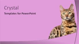  Presentation with pink cat - PPT layouts having head-shot-of-a-bengal background and a  colored foreground