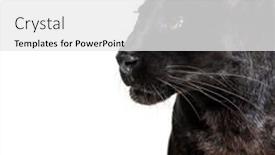  Presentation with black panthers - PPT theme enhanced with head-shot-of-a-black background and a white colored foreground