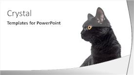  Presentation with web - Slide deck with head-shot-of-a-black background and a white colored foreground