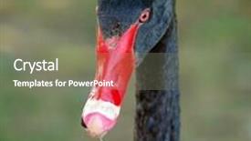  Presentation with head - Audience pleasing slides consisting of head-shot-of-a-black backdrop and a gray colored foreground