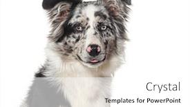  Presentation with australian - Presentation theme featuring head-shot-of-a-blue background and a white colored foreground